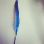 feather real